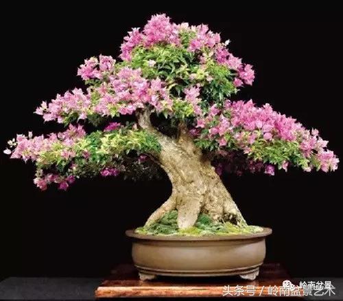 精品掌中宝三角梅盆景,顶级国宝级三角梅盆景