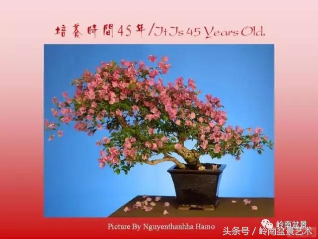 精品掌中宝三角梅盆景,顶级国宝级三角梅盆景