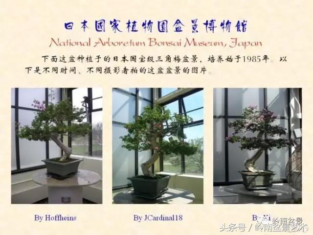 精品掌中宝三角梅盆景,顶级国宝级三角梅盆景