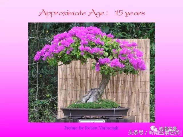 精品掌中宝三角梅盆景,顶级国宝级三角梅盆景