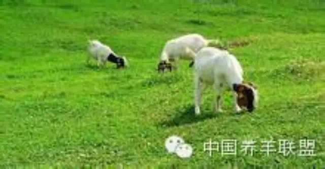 肉羊养殖技术要点有哪些内容,肉羊饲养技术图解