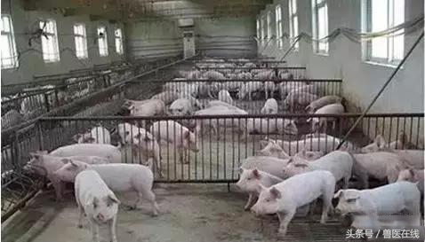 猪断尾有什么好处,给猪断尾巴的好处