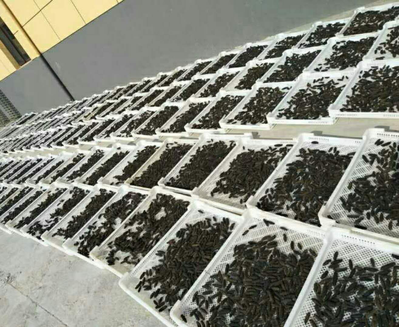 太热情，应邀来给大家介绍下家乡大连长海野生海参和当地生活！