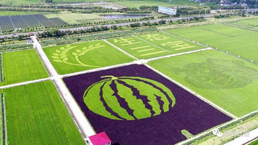 巨型稻田画,史上最大的稻田画