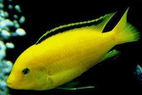 常见的热带鱼种类以及样子,热带观赏鱼种类大全和图片