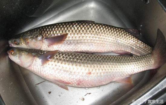 淡水鱼品种识别,溪流台钓常见鱼种