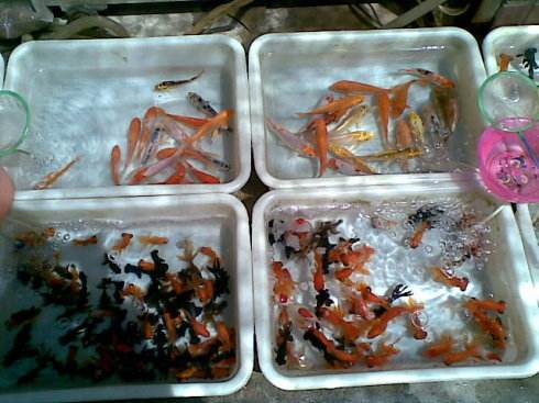 从鱼店买的观赏鱼怎么养不活,自己养的观赏鱼可以卖出去吗