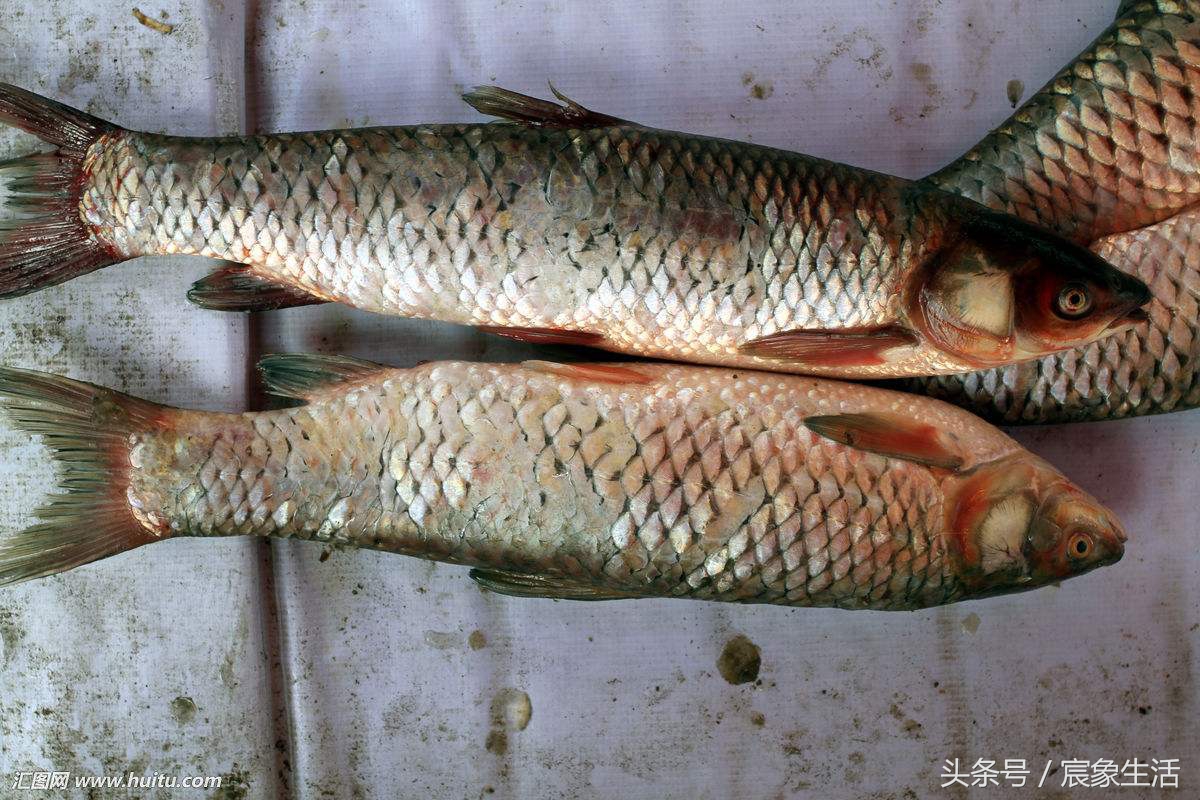 钓鱼零基础台钓知识大全,淡水鱼品种及习性大图