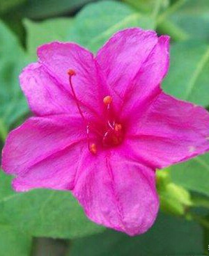 又见一朵美丽的茉莉花,七彩紫茉莉花