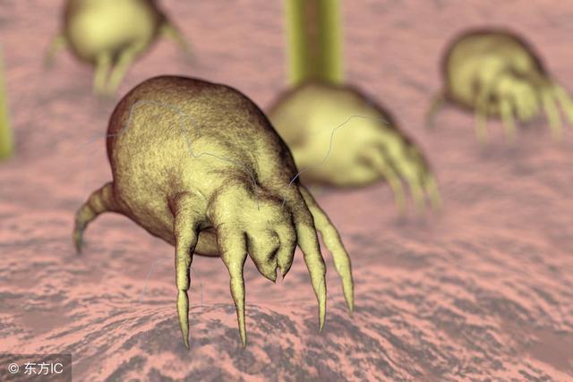 后背螨虫的症状和治疗方法,螨虫爬过皮肤的症状