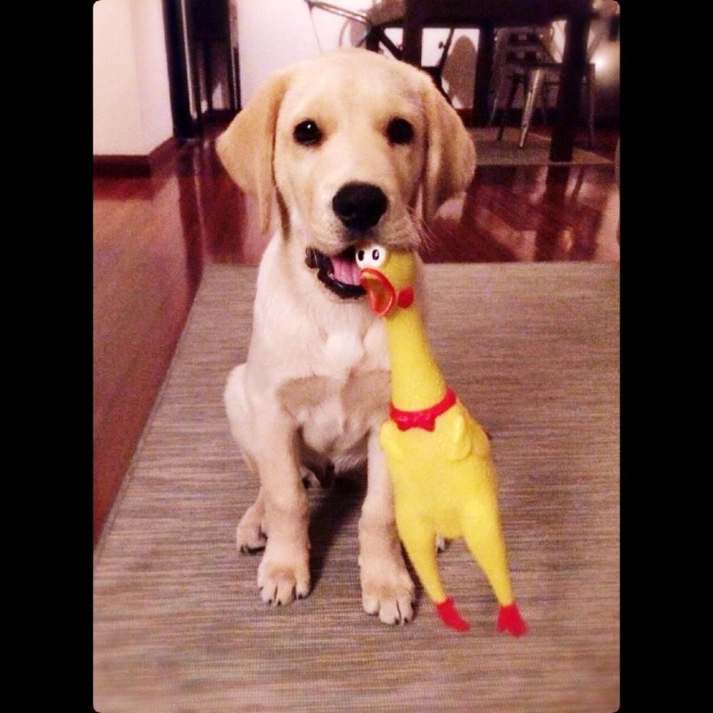 养狗小技巧之拉布拉多怎么训练,养狗养金毛拉布拉多还是边牧好