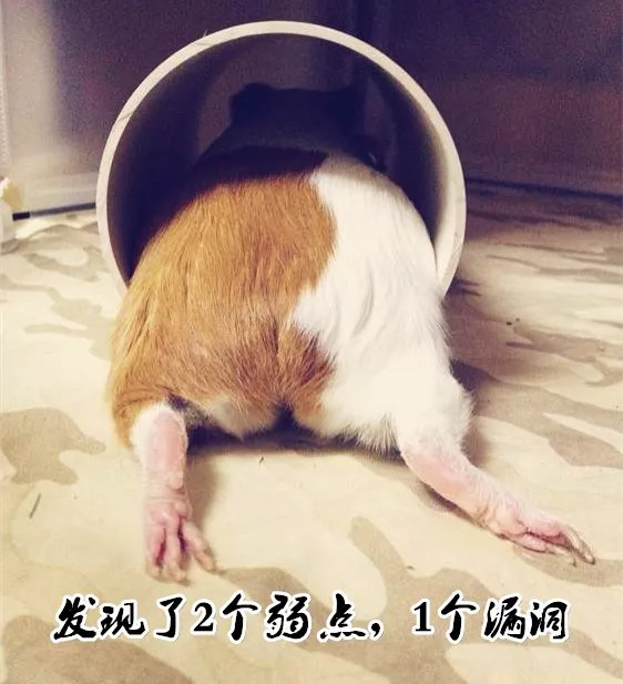 荷兰猪笼子脚垫有什么用,荷兰猪脚垫要多大孔洞