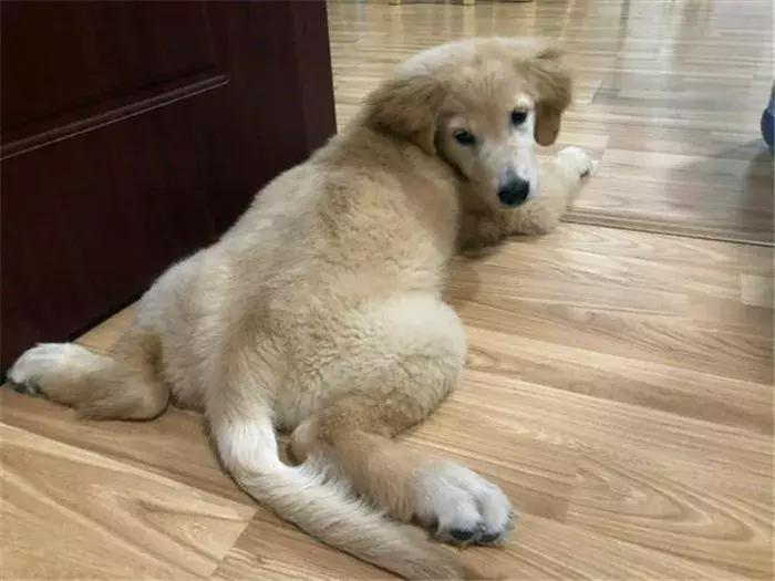 幼犬金毛吃多了会怎样,金毛吃多了拉稀需要禁食吗