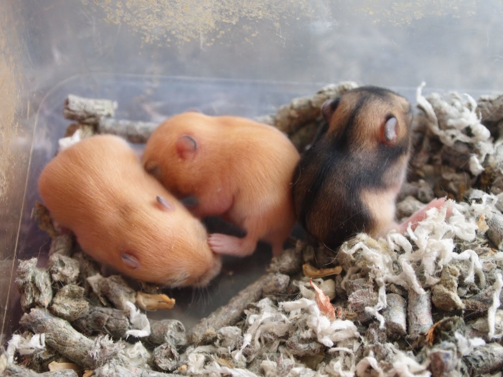 仓鼠为什么会吃掉自己的崽,仓鼠吃掉宝宝的视频
