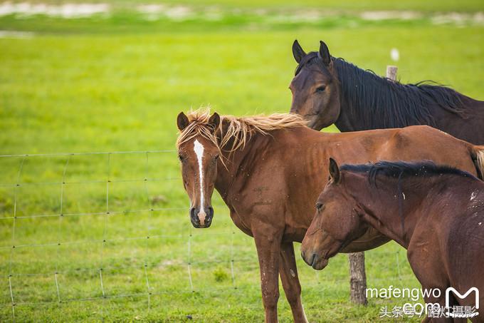 内蒙古赤峰达里湖旅游攻略,赤峰达里湖景区