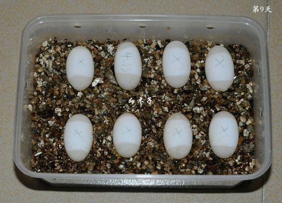 草龟繁殖经验分享孵蛋40天破壳,草龟孵化及幼龟养殖