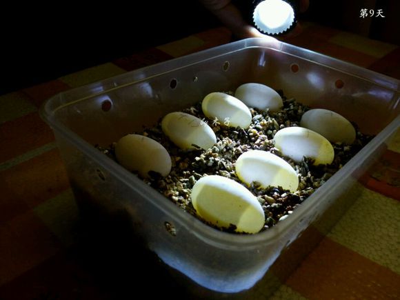 草龟繁殖经验分享孵蛋40天破壳,草龟孵化及幼龟养殖