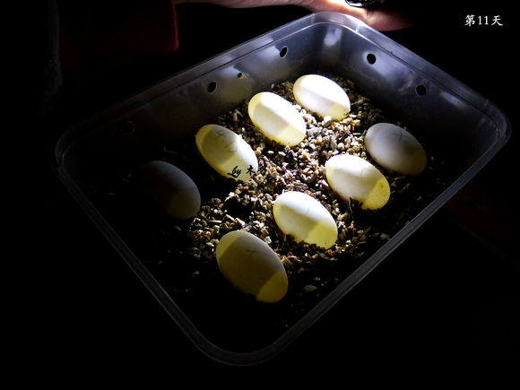 草龟繁殖经验分享孵蛋40天破壳,草龟孵化及幼龟养殖