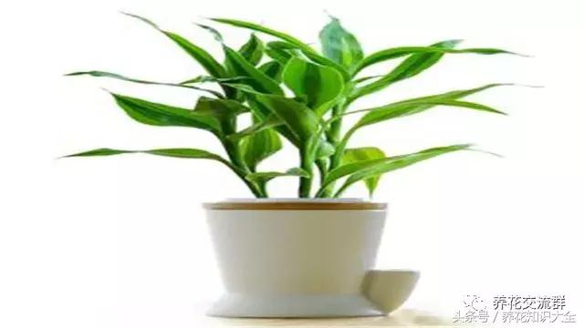 家中养什么花聚财旺家保平安,聚财旺家保平安