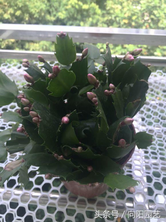 蟹爪兰叶子发黄一招解决,蟹爪兰整棵发黄是缺硫酸亚铁吗