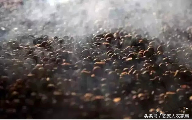 探访赣南传统手工榨‘’木梓油‘’（茶油）的工艺流程