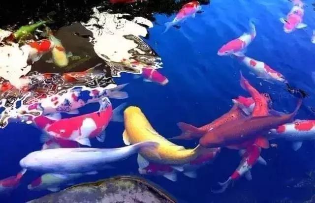 水至清则无鱼,水至清则无鱼人至察则无徒的意思