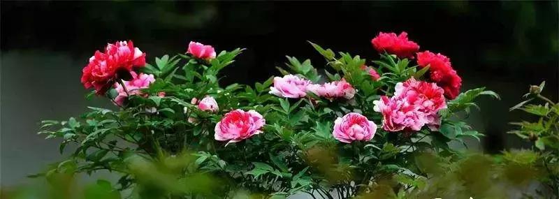 成都的5a景点有哪些,成都周边的5a景区有哪些