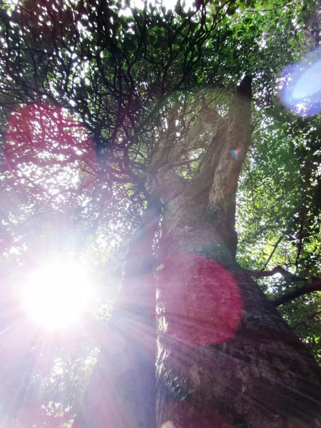 乌蒙深处,宣威芙蓉寨全景视频