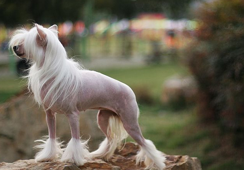 冰肌嫩肤脱毛,超冰脱毛介绍