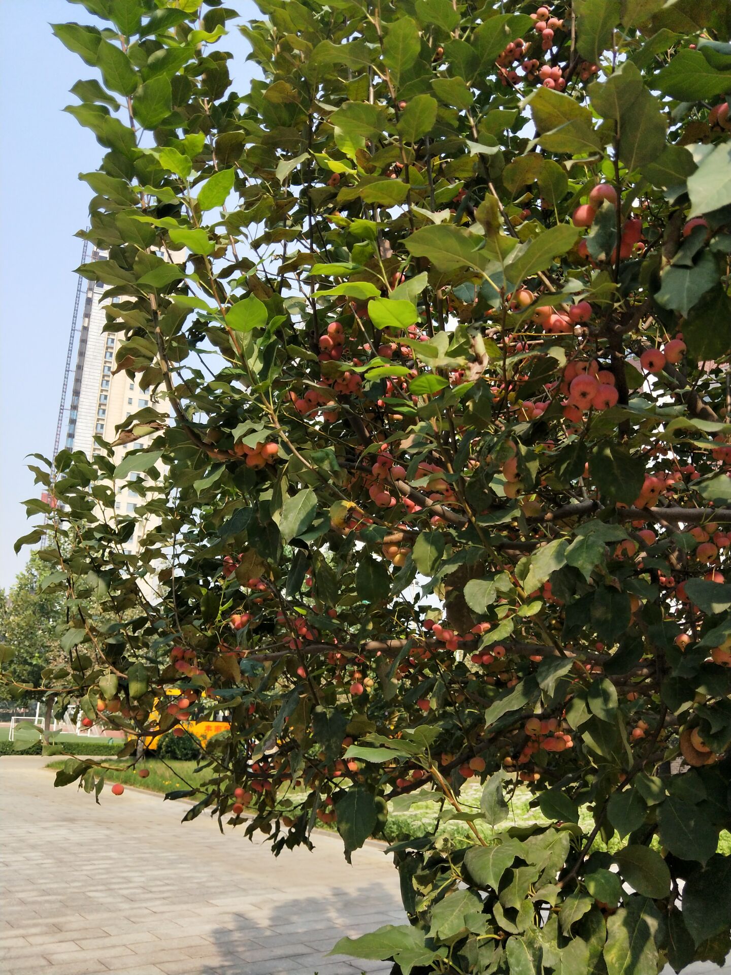 海棠的四季,海棠四季的图片