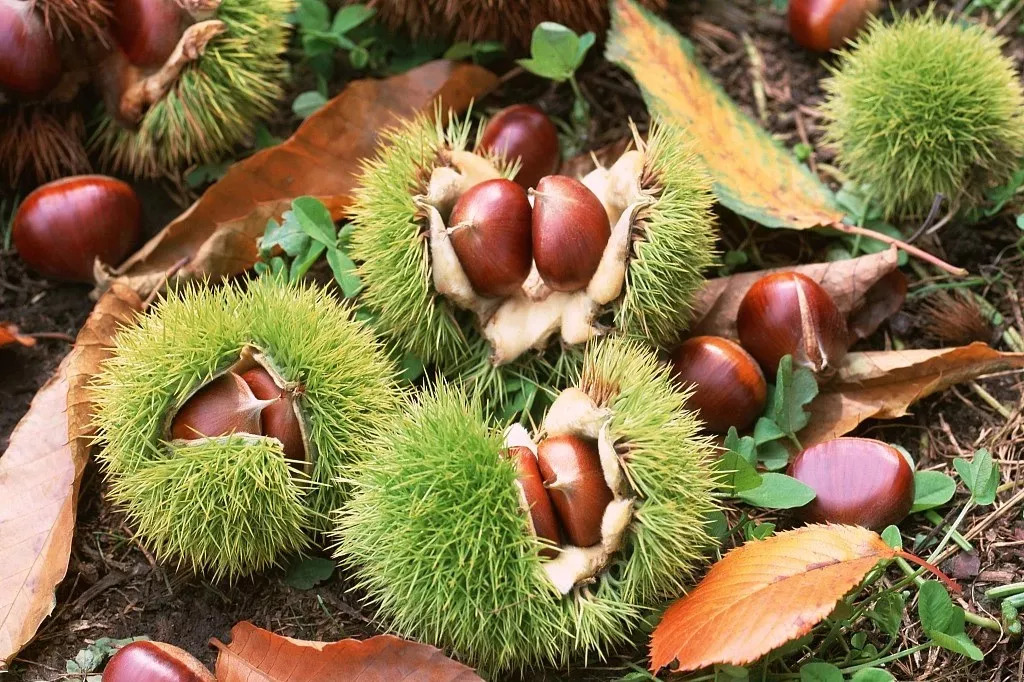 风物特产推介,湖北罗田大红袍板栗