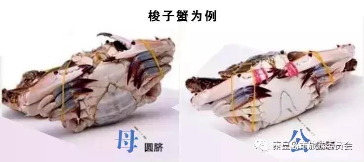 有一种炫富叫辽宁开海,在山东有一种炫富叫开海