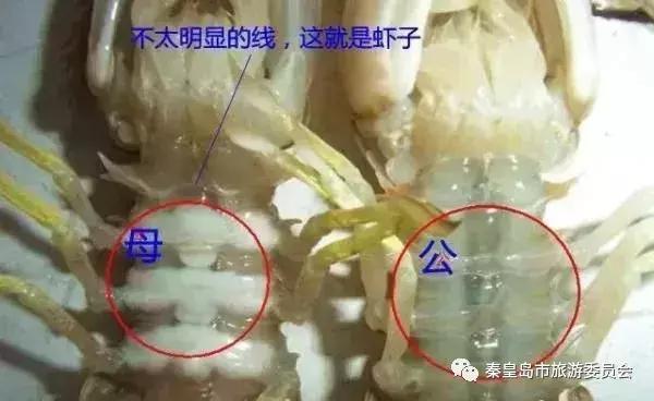 有一种炫富叫辽宁开海,在山东有一种炫富叫开海