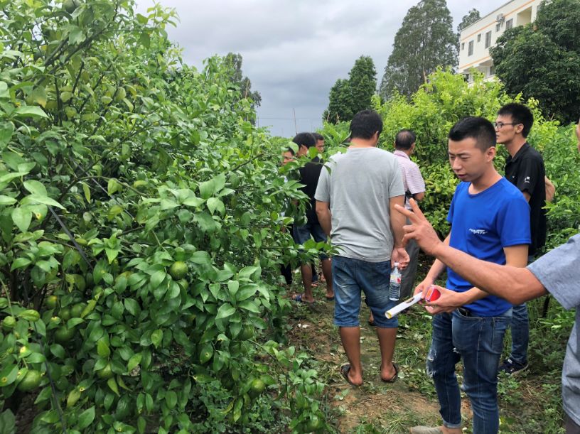 柑橘黄化修复剂爆款,黄化1号治柑橘黄化