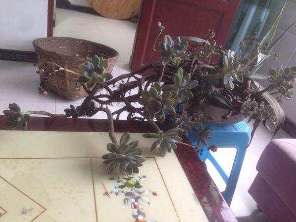 花了330元买了个10年老桩，带回家种了3箩筐，太爽了！