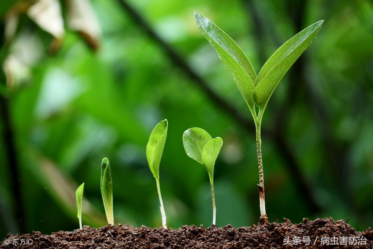 植物生长调节剂的用法用量,蔬菜中植物生长调节剂