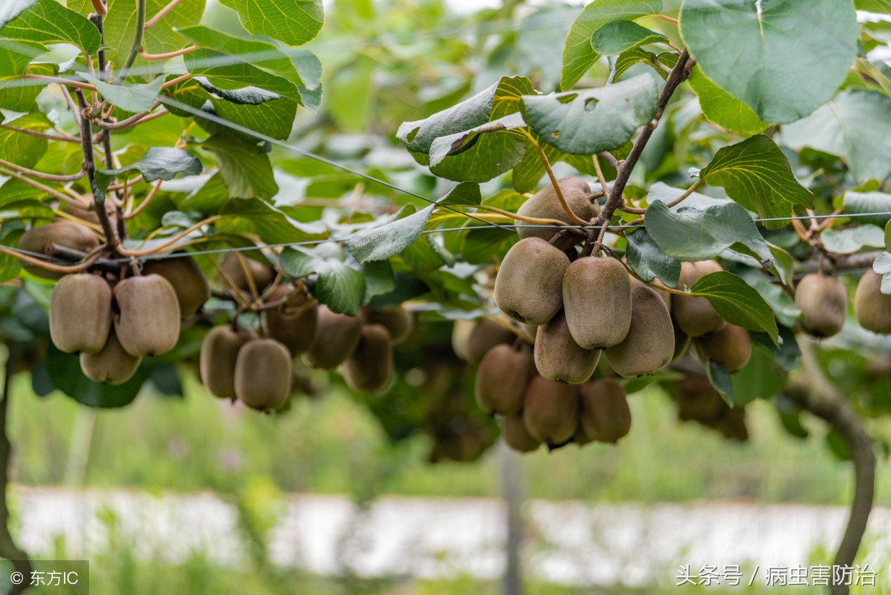 植物生长调节剂的用法用量,蔬菜中植物生长调节剂