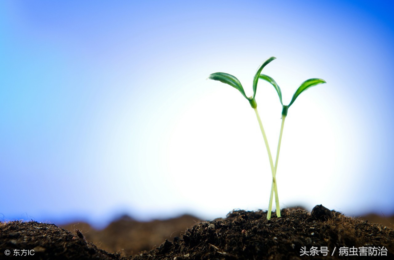 植物生长调节剂的用法用量,蔬菜中植物生长调节剂