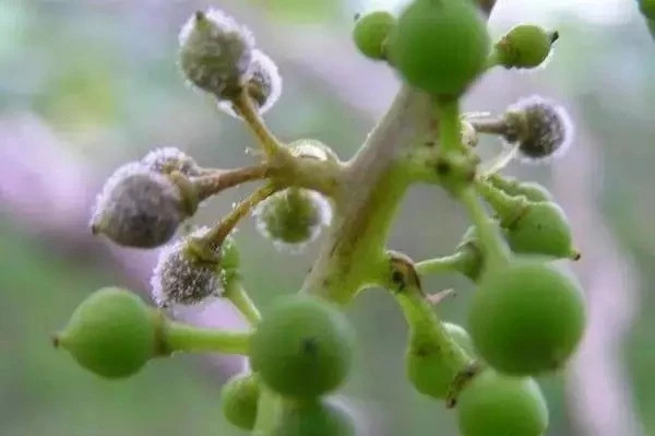 葡萄主要地下虫害有哪些,如何处理葡萄树上的金龟子虫害