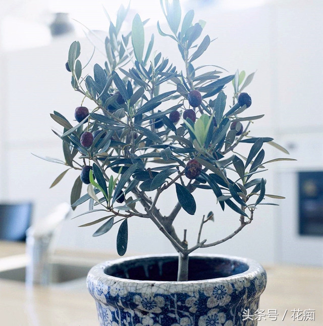 油橄榄盆栽的养护与管理,油橄榄盆栽如何种植