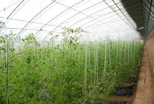 番茄只长叶子不结果怎么办,番茄只长苗不结果怎么办