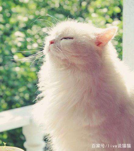 刚到家的小奶猫需要去医院吗,刚接回来的小奶猫容易得的传染病