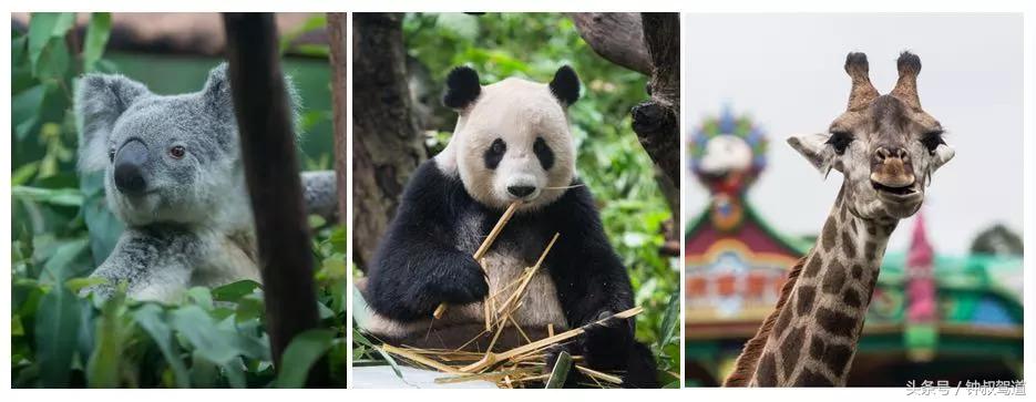 叔情｜在动物的乐园里，我们更理解了环保的意义！