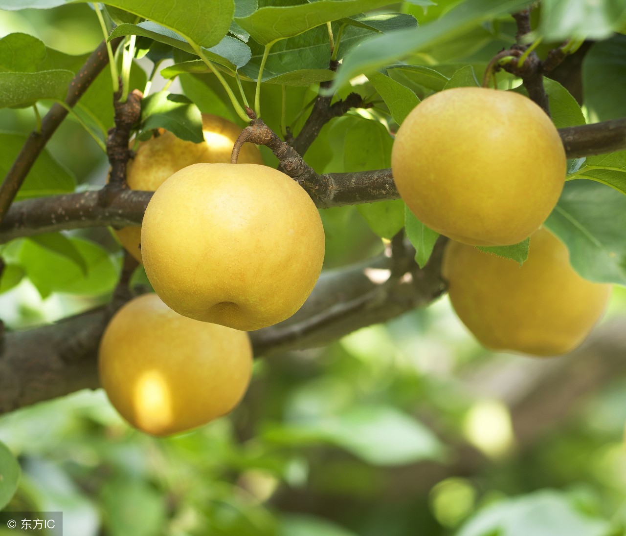 皇冠梨为什么好吃,皇冠梨为什么会黑呢