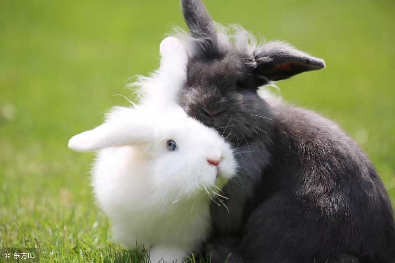 兔子的智商,兔子的动画片