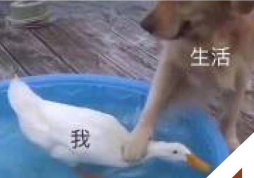 多芬空气感控油蓬松洗发水怎么样,多芬空气感控油蓬松洗发水测评