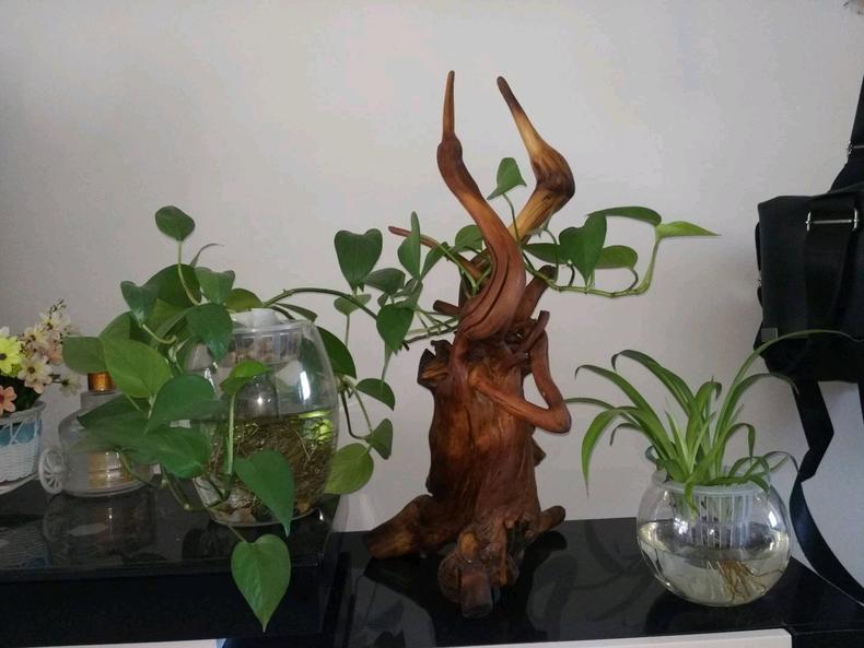 水培绿萝怎么养才能爆盆,水培绿萝怎么移植到盆里