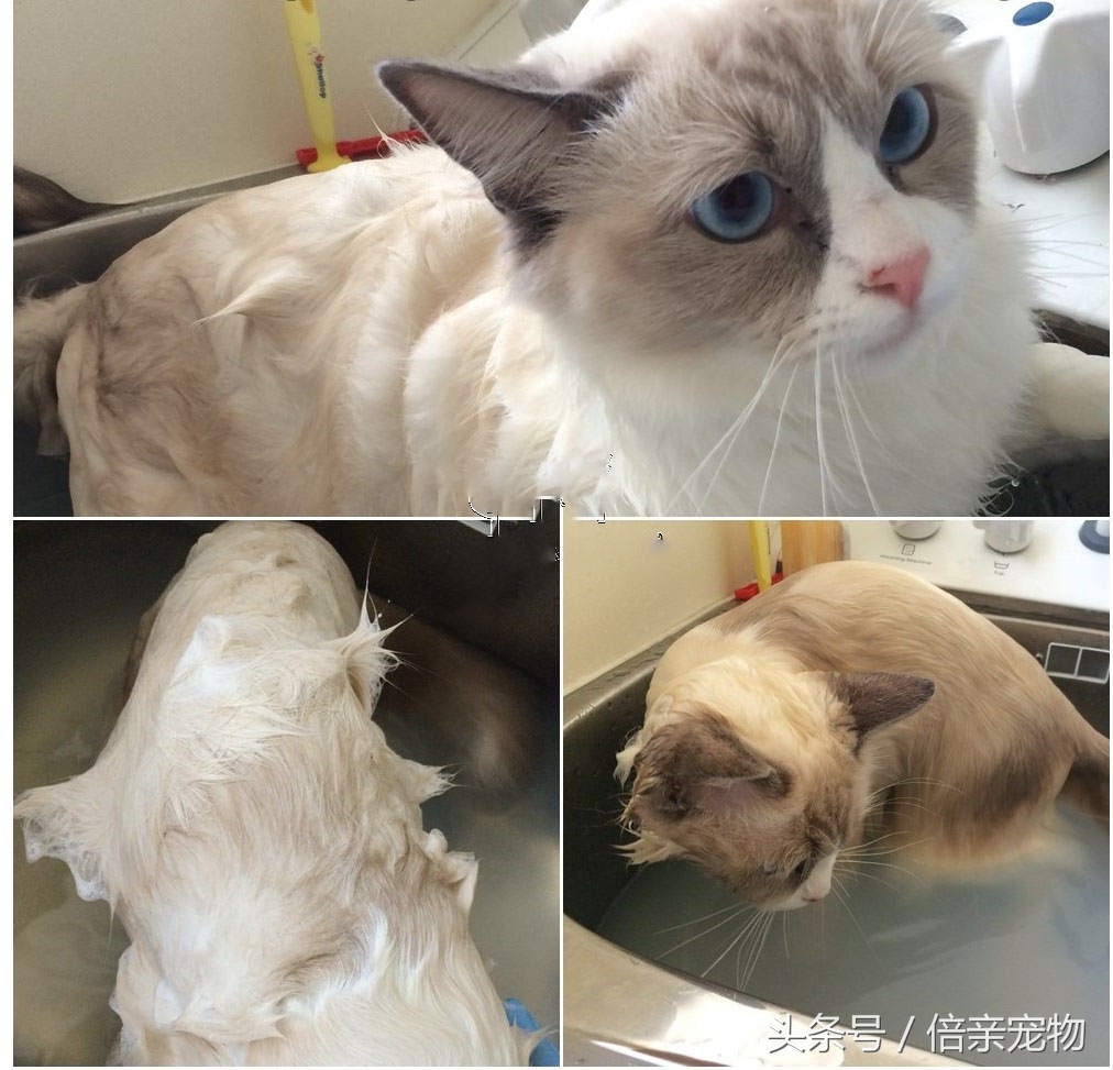 怎么给猫咪洗澡用什么沐浴露,铲屎官如何给猫咪洗澡呢
