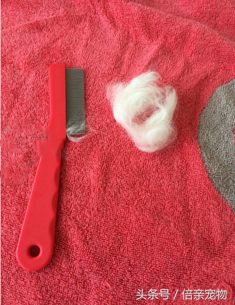 怎么给猫咪洗澡用什么沐浴露,铲屎官如何给猫咪洗澡呢