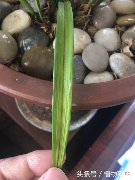 兰花上盆后必须有退草的现象吗,刚种下不久的兰花出现黄叶怎么办